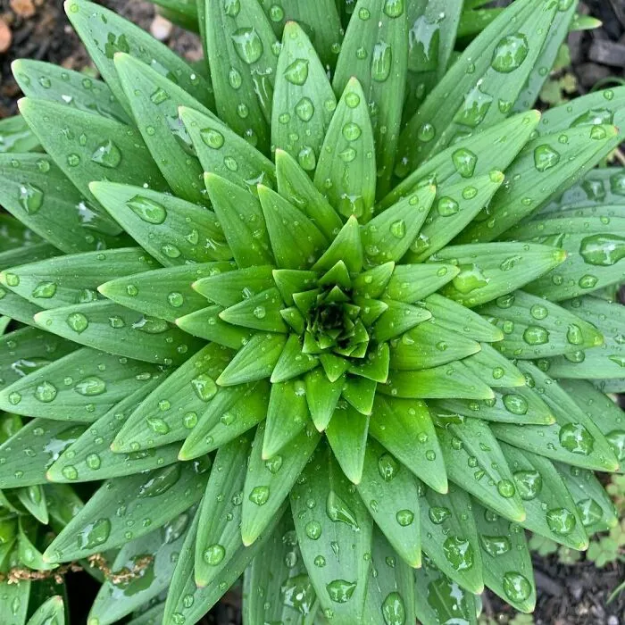 Asiatic Lily And It’s Spectacular Radial Symmetry
