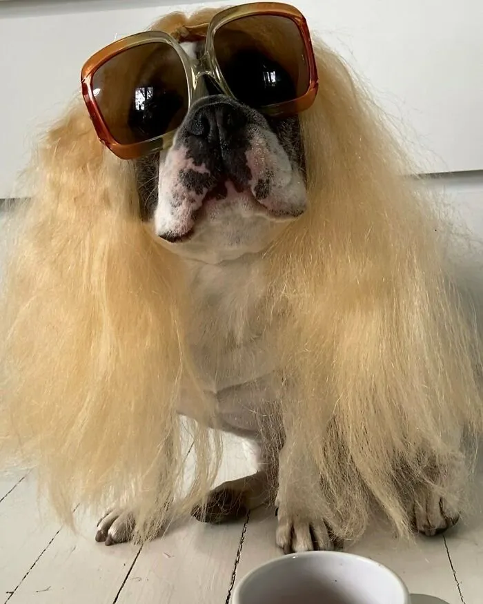 35 People Are Sharing Photos Of Their Dogs Wearing Wigs, And It's Absolutely Hilarious