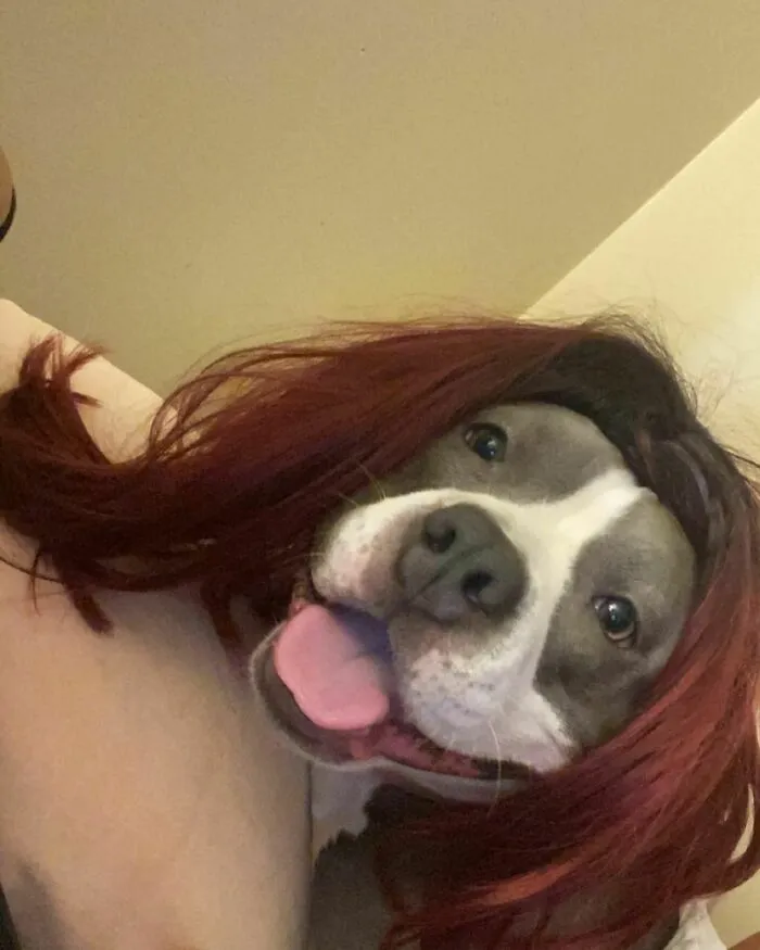 35 Personas comparten fotos de sus perros usando pelucas y es divertidísimo