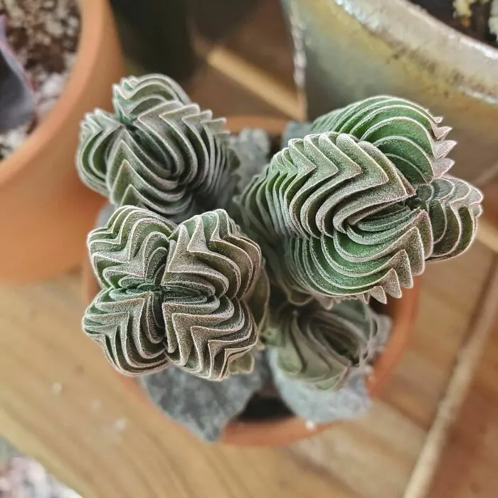 The Lines And Symmetry Of This Plant Is Just Mesmerizing