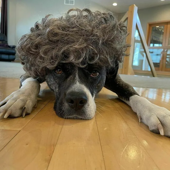 35 Personas comparten fotos de sus perros usando pelucas y es divertidísimo