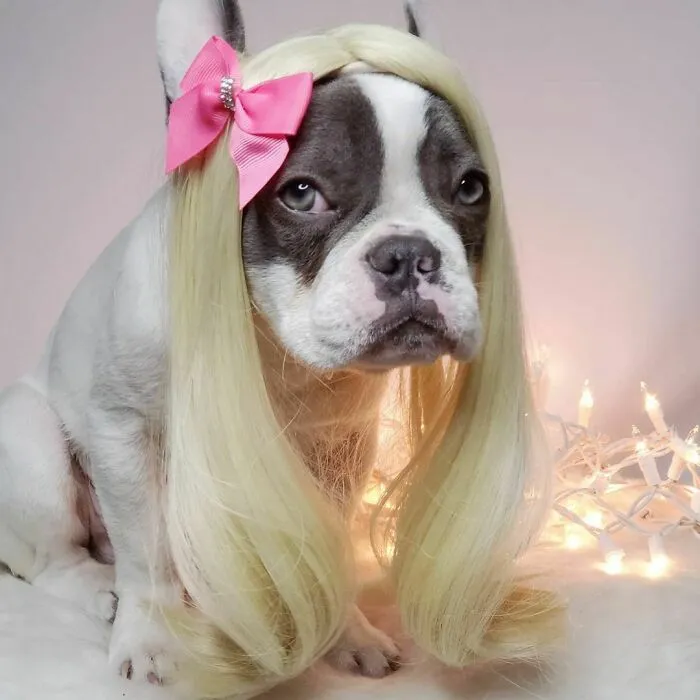 35 People Are Sharing Photos Of Their Dogs Wearing Wigs, And It's Absolutely Hilarious