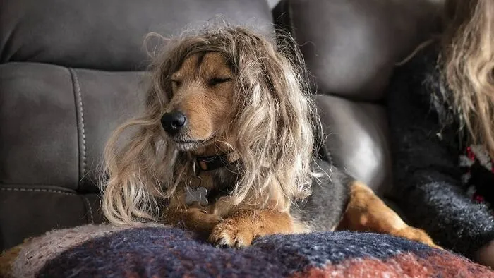 35 Personas comparten fotos de sus perros usando pelucas y es divertidísimo