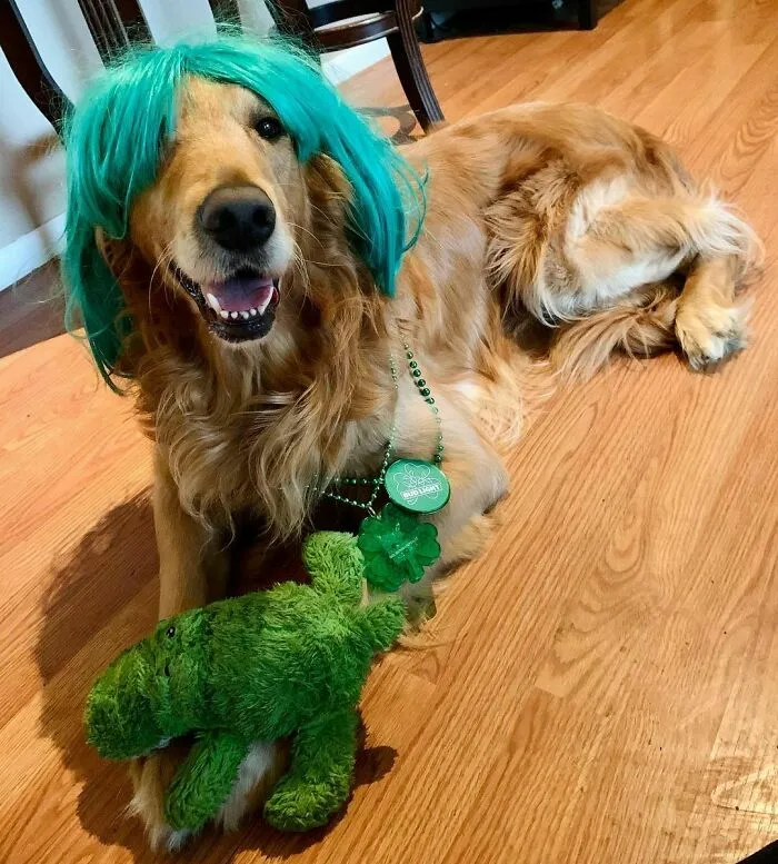 35 Personas comparten fotos de sus perros usando pelucas y es divertidísimo