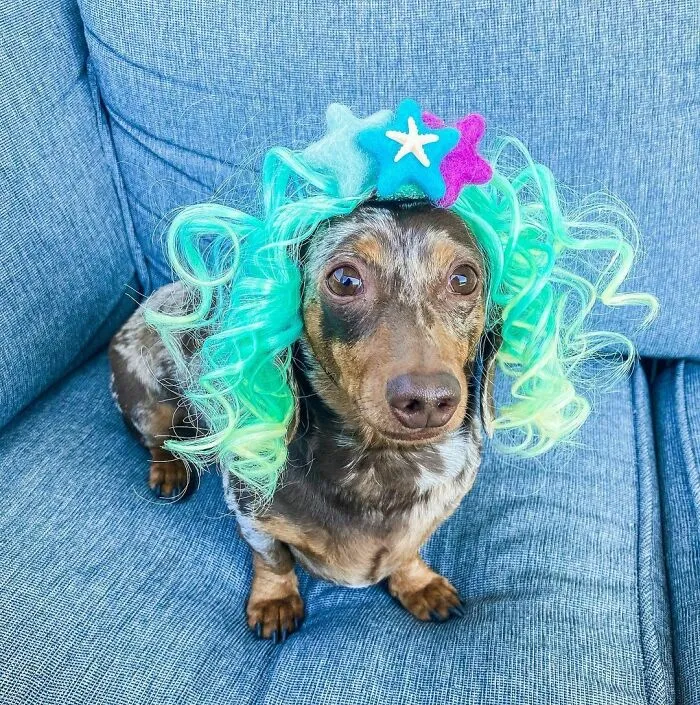 35 Personas comparten fotos de sus perros usando pelucas y es divertidísimo
