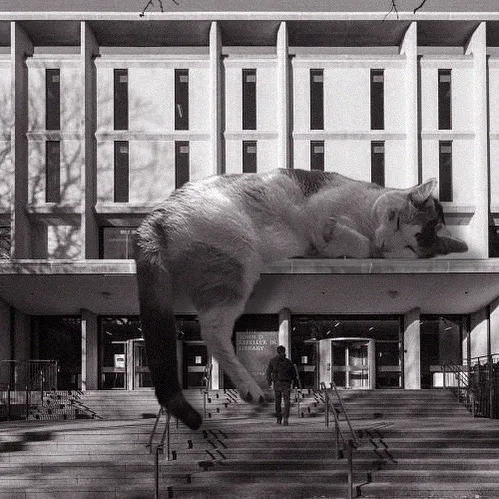 The Rock, Brown University Library; Warner, Burns, Toan & Lunde, 1964, Providence, Rhode Island