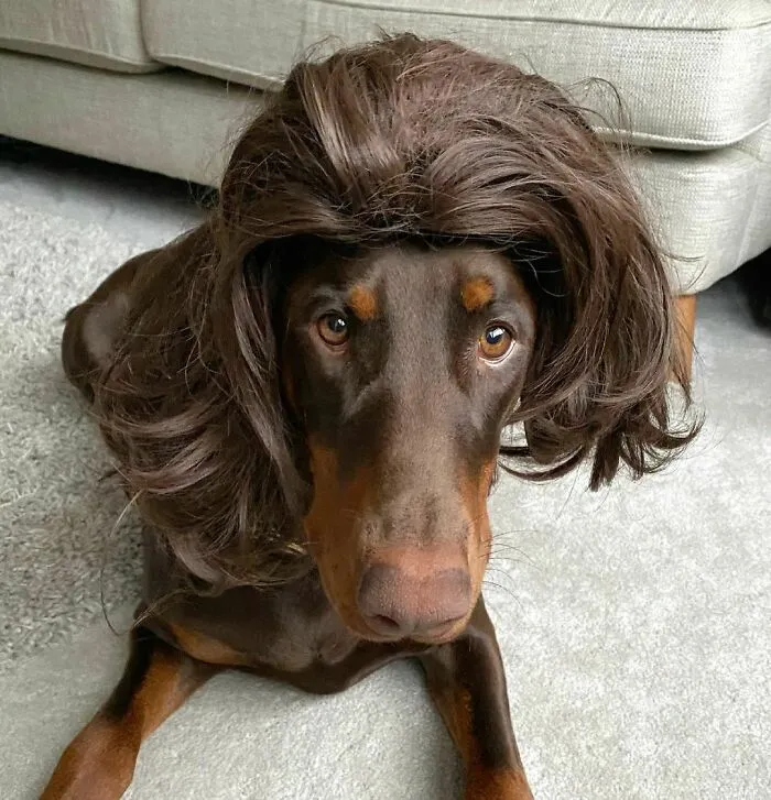 35 People Are Sharing Photos Of Their Dogs Wearing Wigs, And It's Absolutely Hilarious