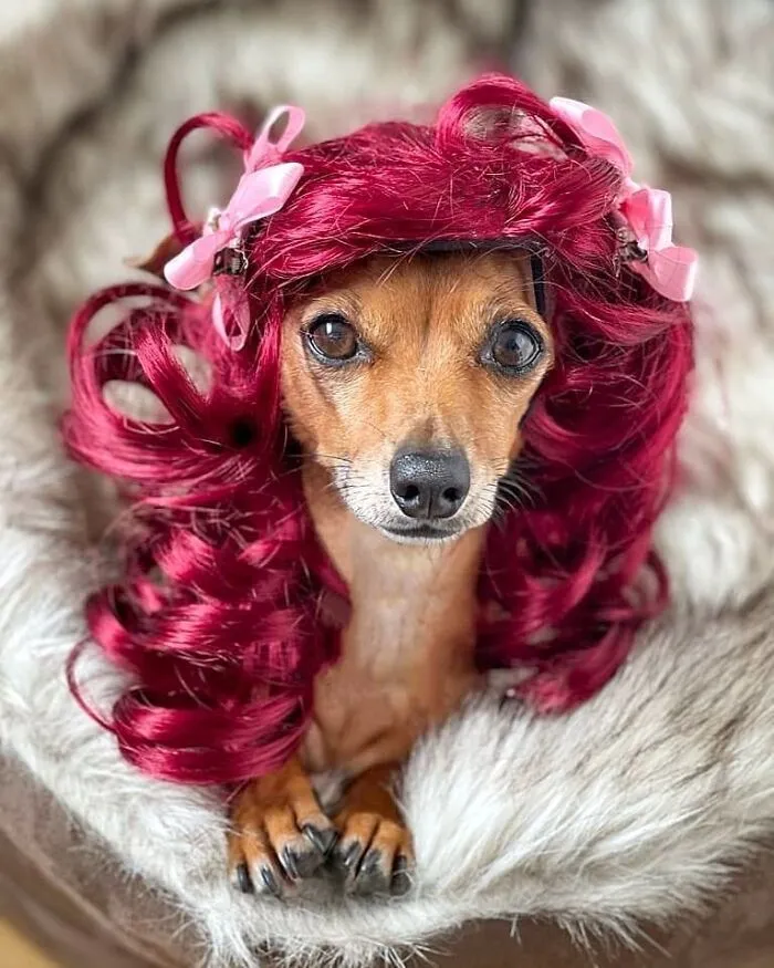 35 People Are Sharing Photos Of Their Dogs Wearing Wigs, And It's Absolutely Hilarious
