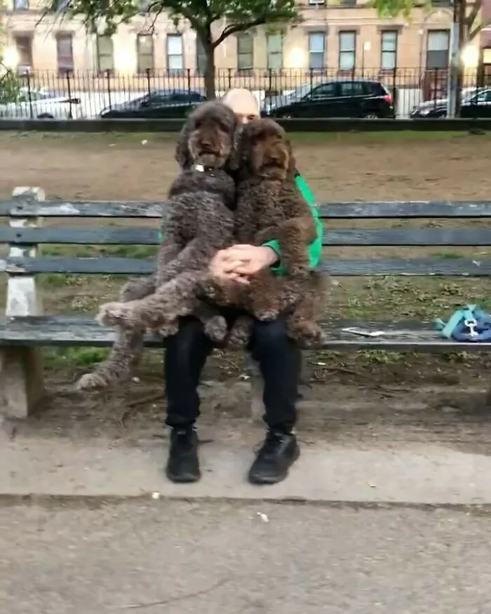 Solo un par de perros relajándose