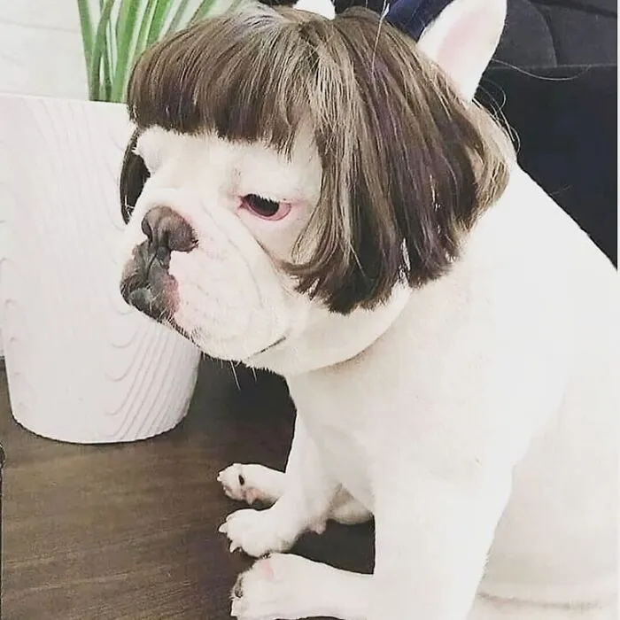 35 People Are Sharing Photos Of Their Dogs Wearing Wigs, And It's Absolutely Hilarious