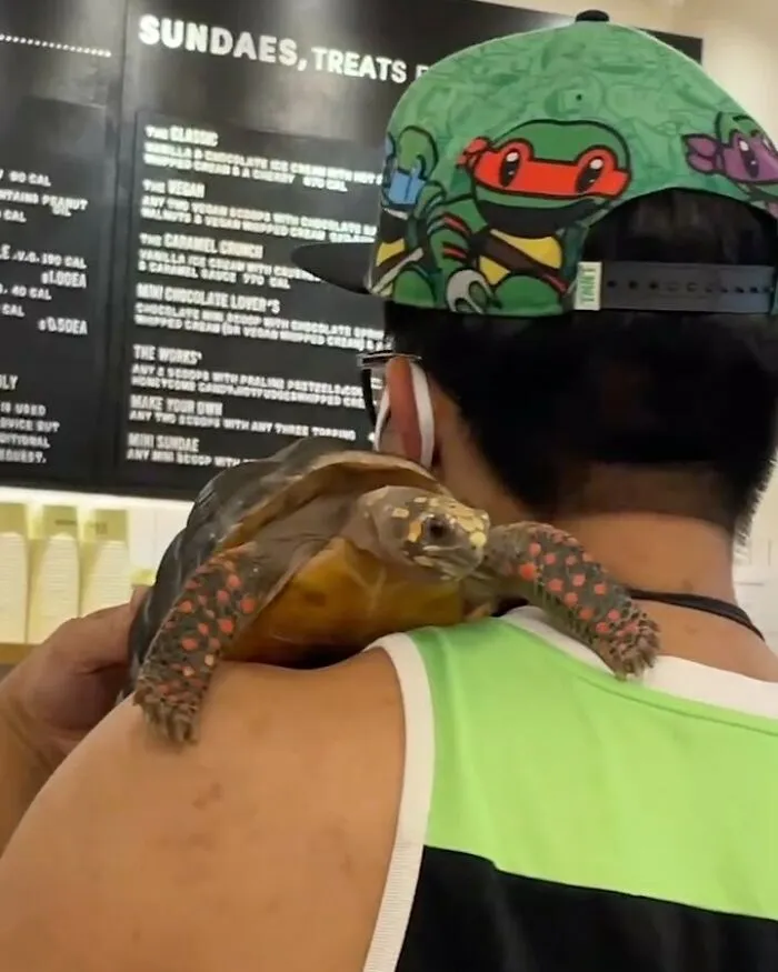 So, Michelangelo? 