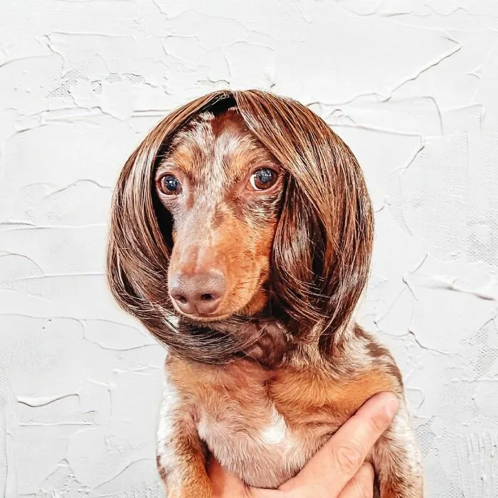 35 People Are Sharing Photos Of Their Dogs Wearing Wigs, And It's Absolutely Hilarious