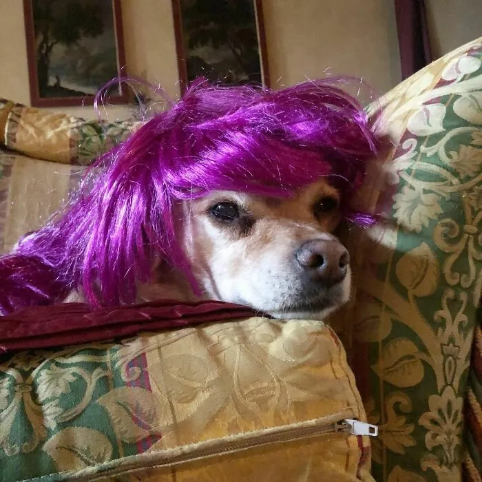 35 Personas comparten fotos de sus perros usando pelucas y es divertidísimo