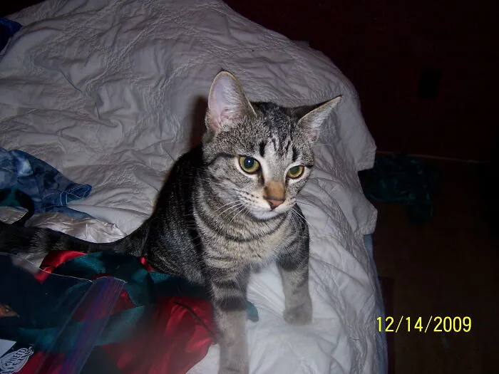 Dippedinpaint, She Has A White Band Around Her Middle Where The Paint Didn't Quite Meet.
