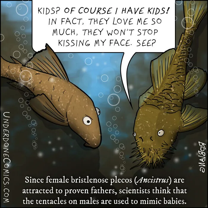 Pleco Fish Dads Love Showing Off Their Facial Accoutrements