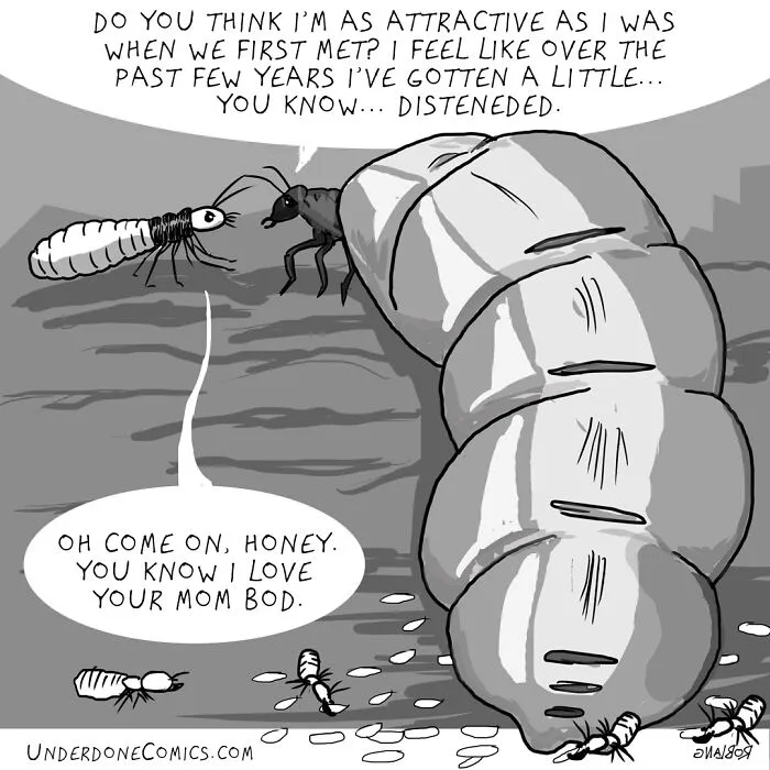 Termite Dads Stay With Their Queen Through Thick And Thin!
