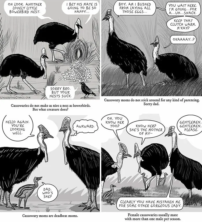 Cassowary Dad