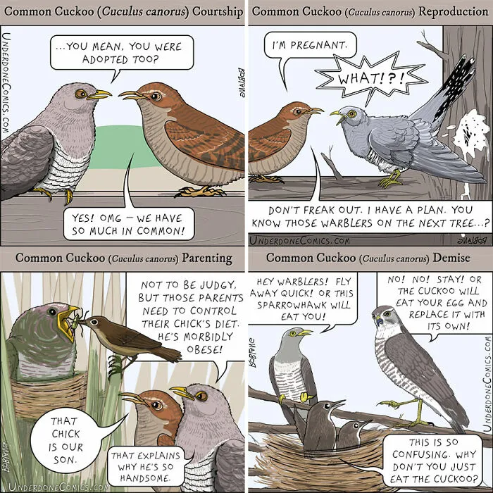 Common Cucko Birds