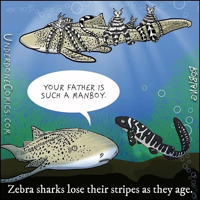 Zebra Shark Dads