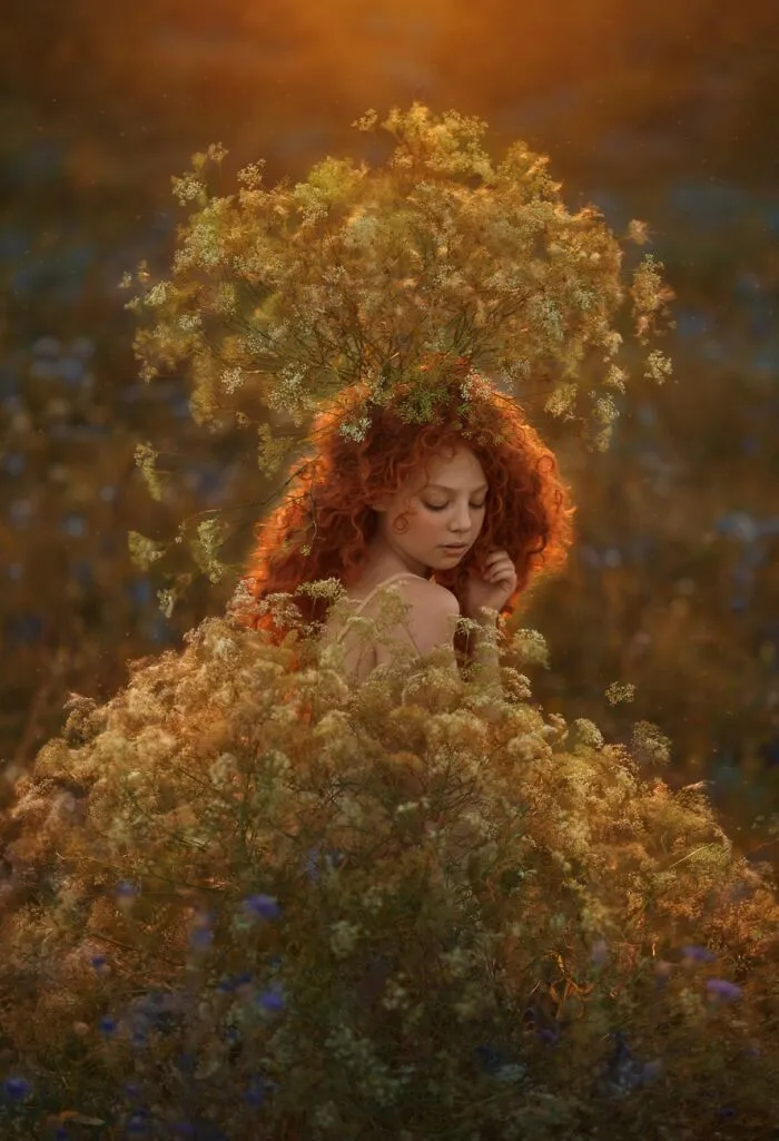 Gypsophila (Commended In Beauty)