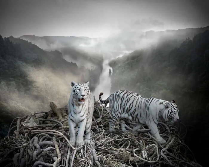 Legacy (Commended In Experimental)