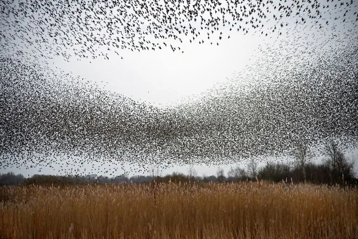 Plenty Of Starlings (Commended In Nature And Landscape)