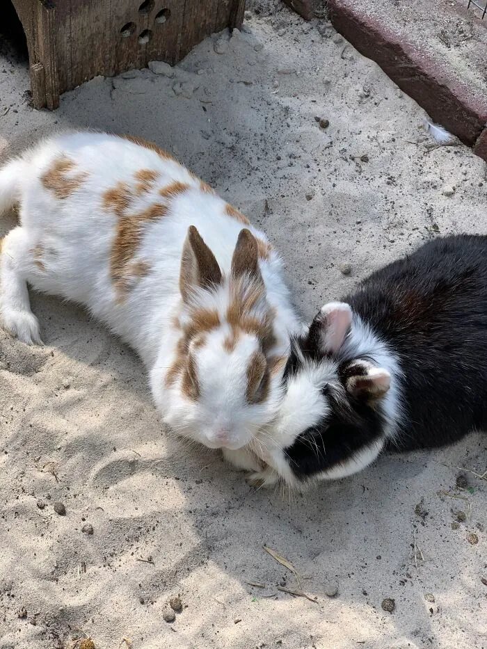Kevin (Left) Is Named After Kevin From Home Alone And Dobby (Right) Is From Harry Potter