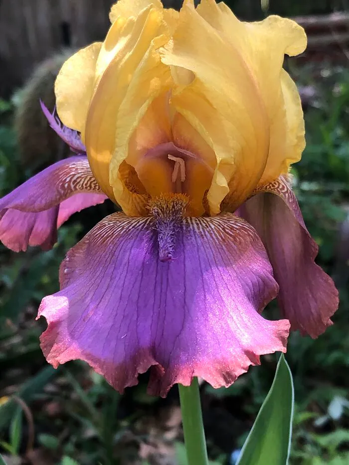 Iris