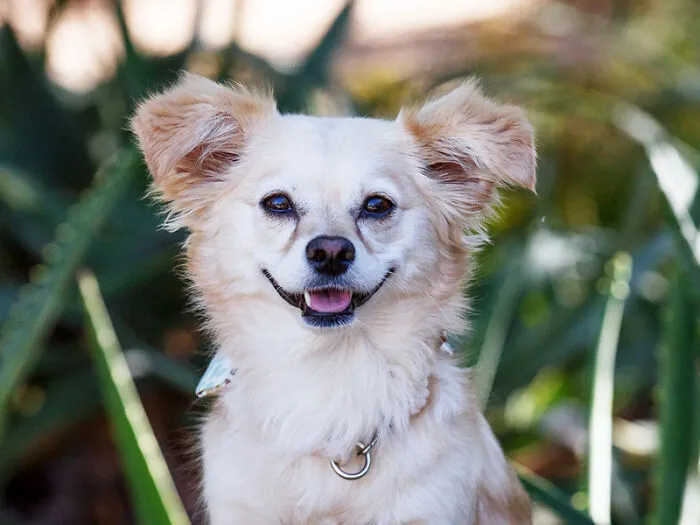 My Shelter Doggo, Luna, Is Named After The Iconic Luna Lovegood. ⌁☍