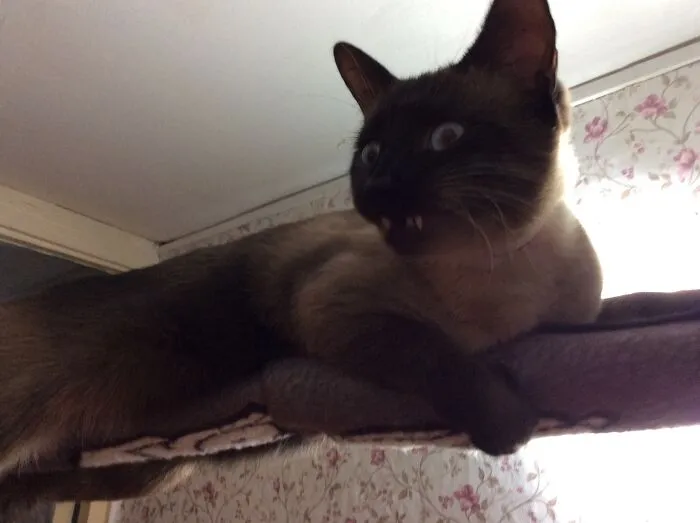 Sammy, Age 4, 18.5 Lbs. He Is Not Fat, He Is Just Big. Just A Goof Ball.