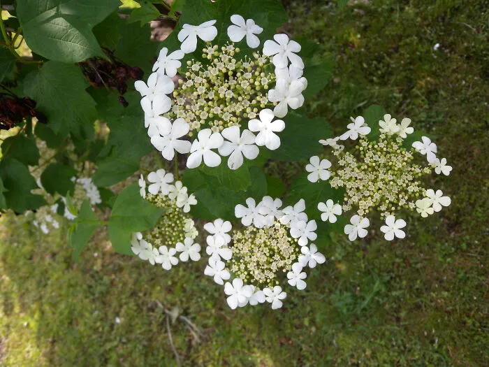Viburnum Opulus In Our Garden