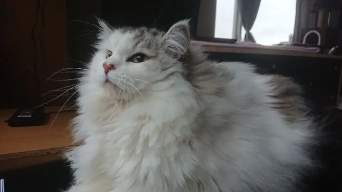His Name Is Felix Jesuspus (Jesuscat) As His Birthday Is December 24th. Here Hunting Sparrows, But Sadly They're On The Other Side Of The Window