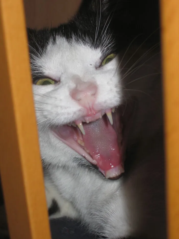 Kitty Says "No"....