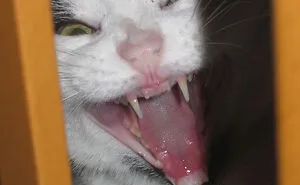 Hey Pandas, Show Us A Demonic Picture Of Your Pet (Closed)
