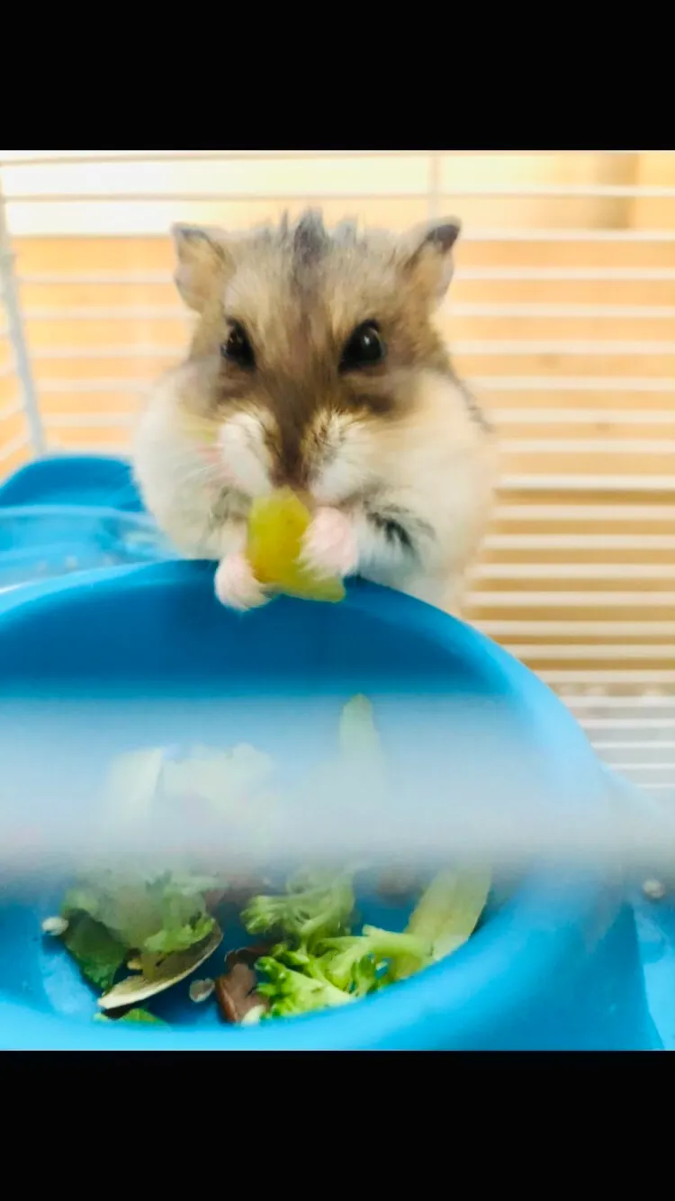 These Are Some Cute Pics Of My Hamster Lola