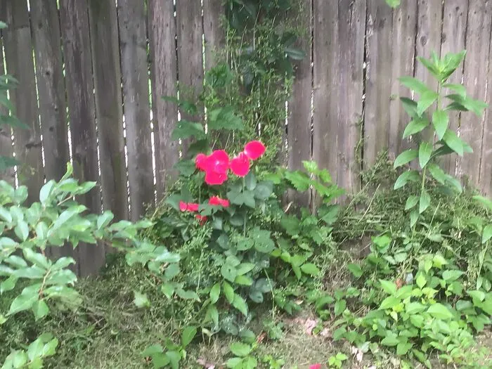 Here Is My Worst Quality Picture Of A Rose 🥀 ( 𝕎𝕙𝕚𝕔𝕙 𝕝𝕠𝕤𝕥 𝕚𝕥𝕤 𝕡𝕖𝕕𝕒𝕝𝕤)