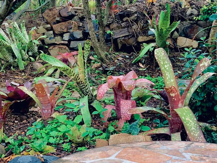 Bromeliads Are My Garden Jewellery