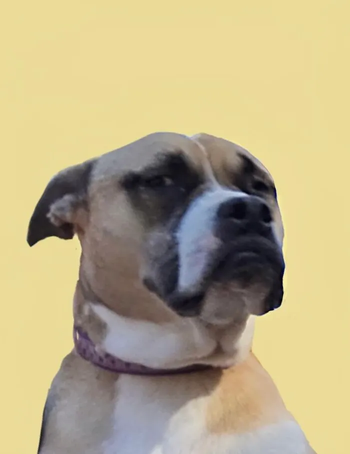 My Dog Should Be A Meme.