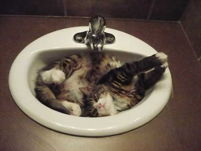 Baby Gus Waking From A Nap In The Sink.