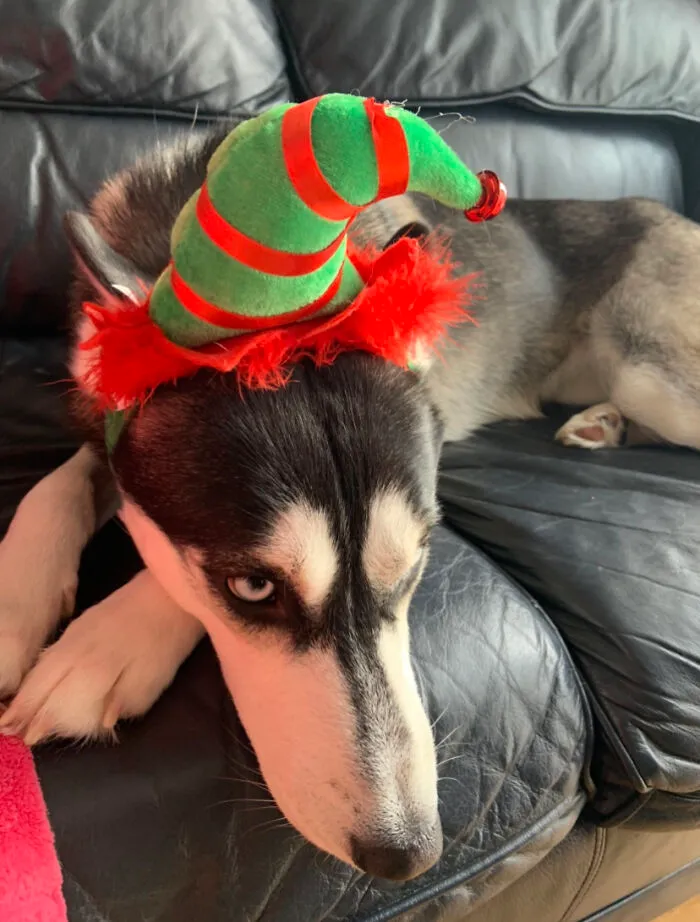 Mishka Was Not Having A Merry Christmas