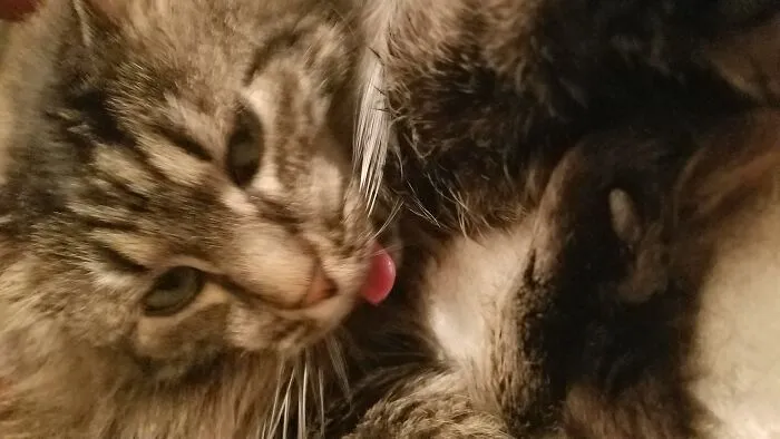 This Is Dory. Dory Is A Weird Cat