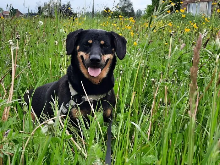 This Is Millie