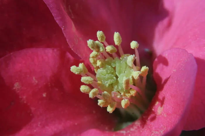 Flower Petals And Stamens Detail...