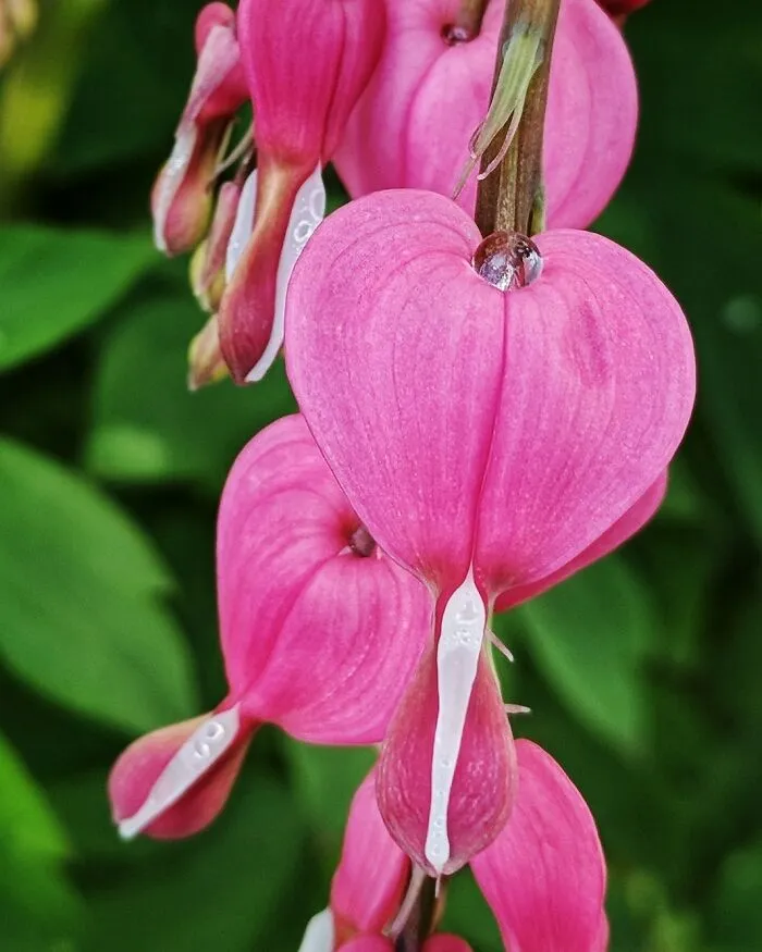 Bleeding Heart Flower