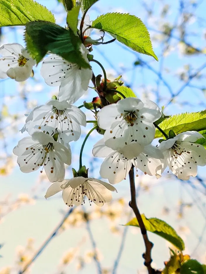 Cherry Blossom