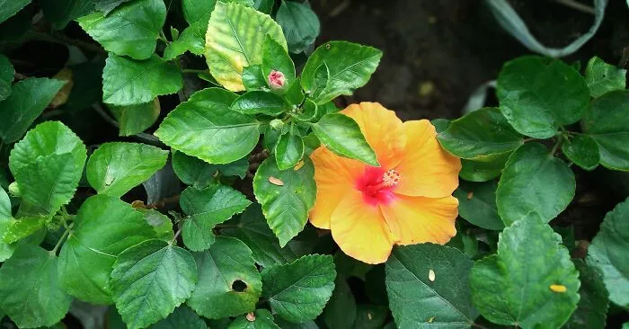Hibiscus🌺