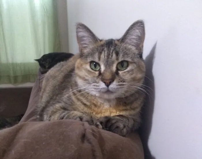 Luna Aka My Little Cougar. Behind Is Pommette (Small Apple)
