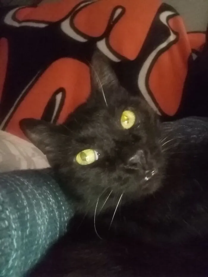 Look Into My Eyes, Hooman.