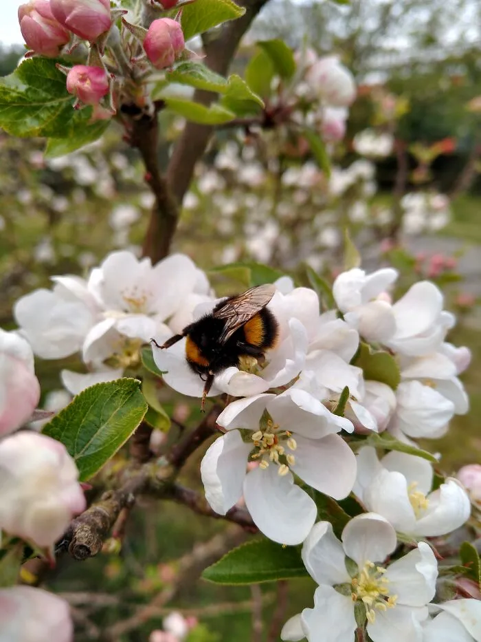 Crab Apple Blossom