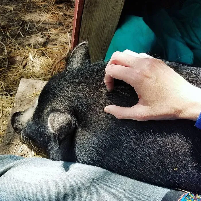 Same Pig House. Different Pig. I Can't Very Well Post A Picture Of Irving Without Also Posting A Picture Of Ella. Just Wouldn't Be Fair.